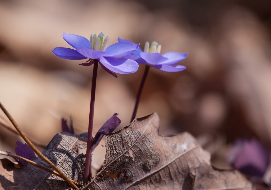 Джефферсония дифилла