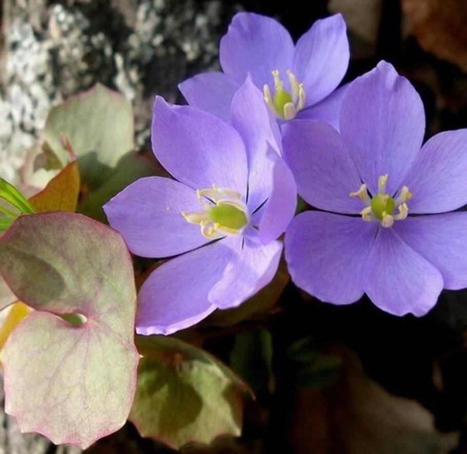 Цветок Джефферсония сомнительная