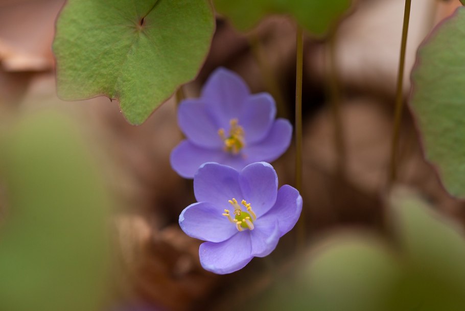 Джефферсония сомнительная
