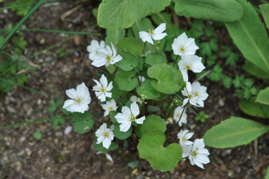 Джефферсония цветок