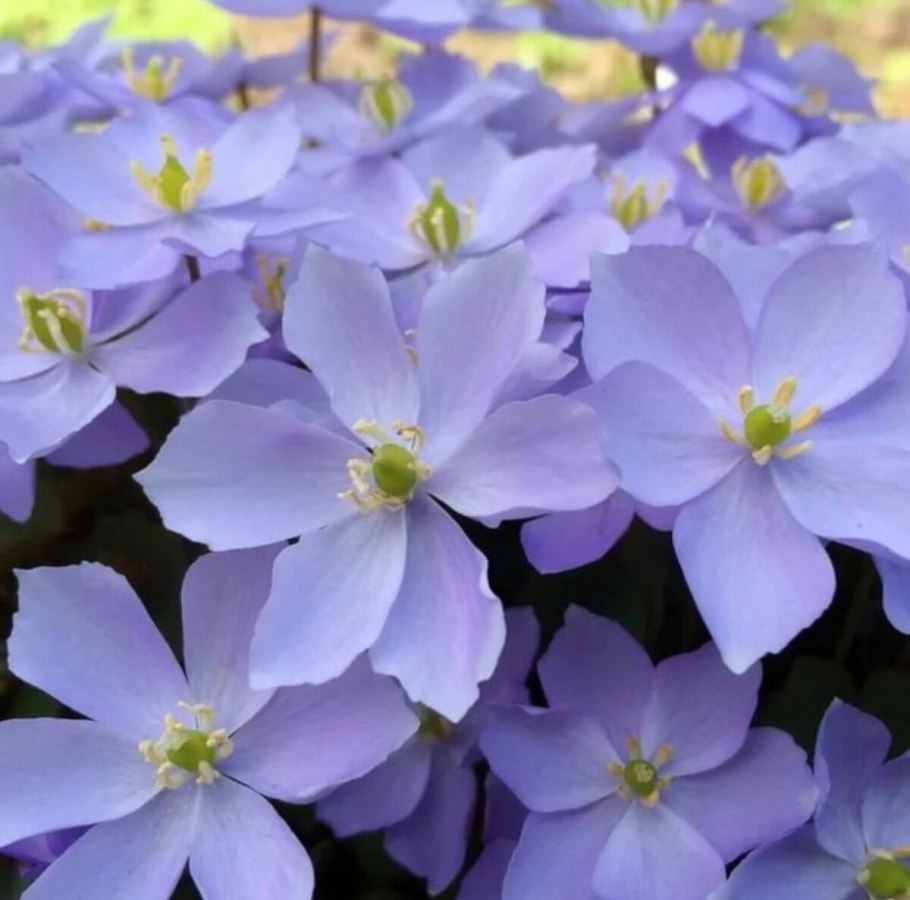 Джефферсония сомнительная