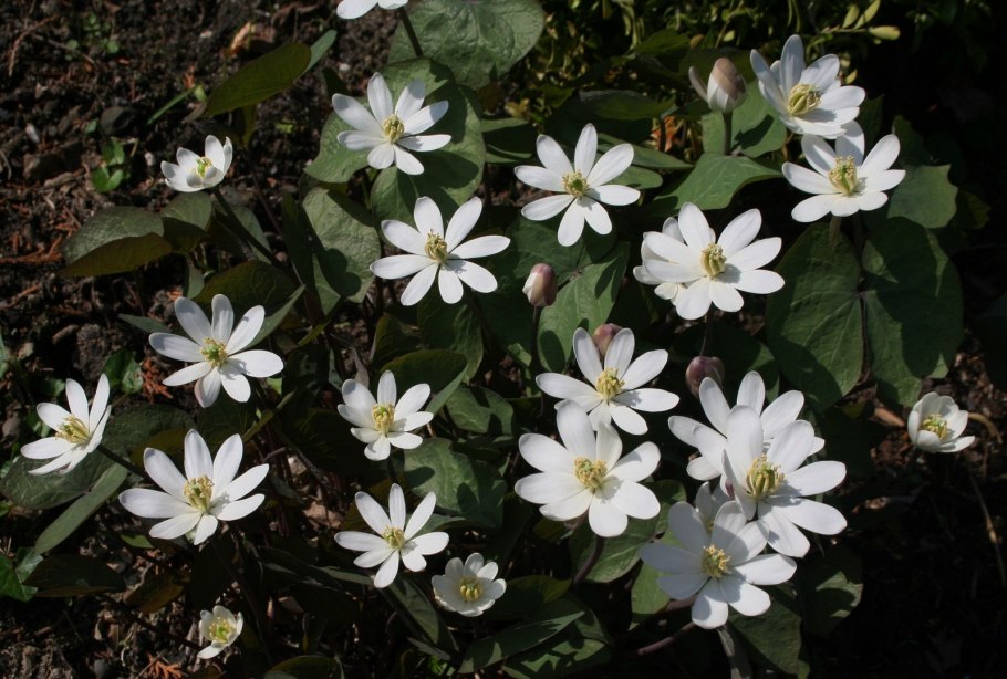 Джефферсония гигант красный