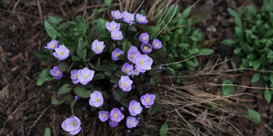 Цветок Джефферсония сомнительная