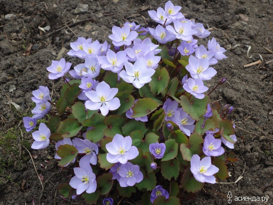 Джефферсония сомнительная