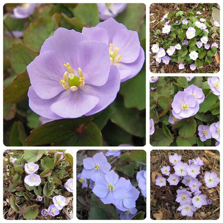 Джефферсония сомнительная