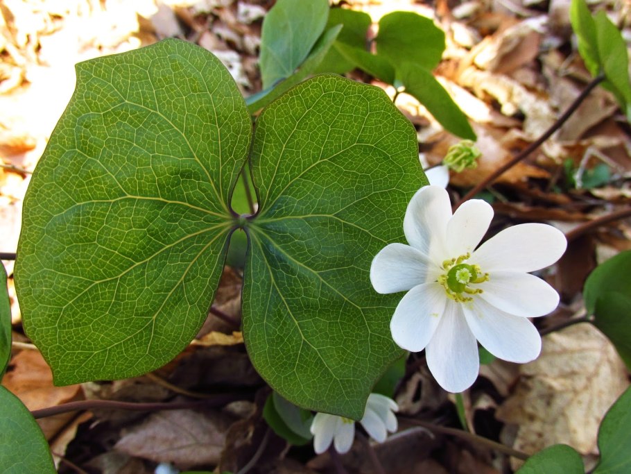 Джефферсония dubia Alba