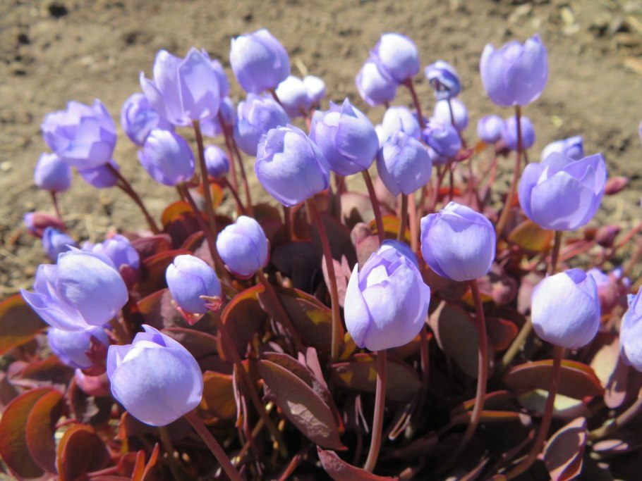 Примула Джефферсония