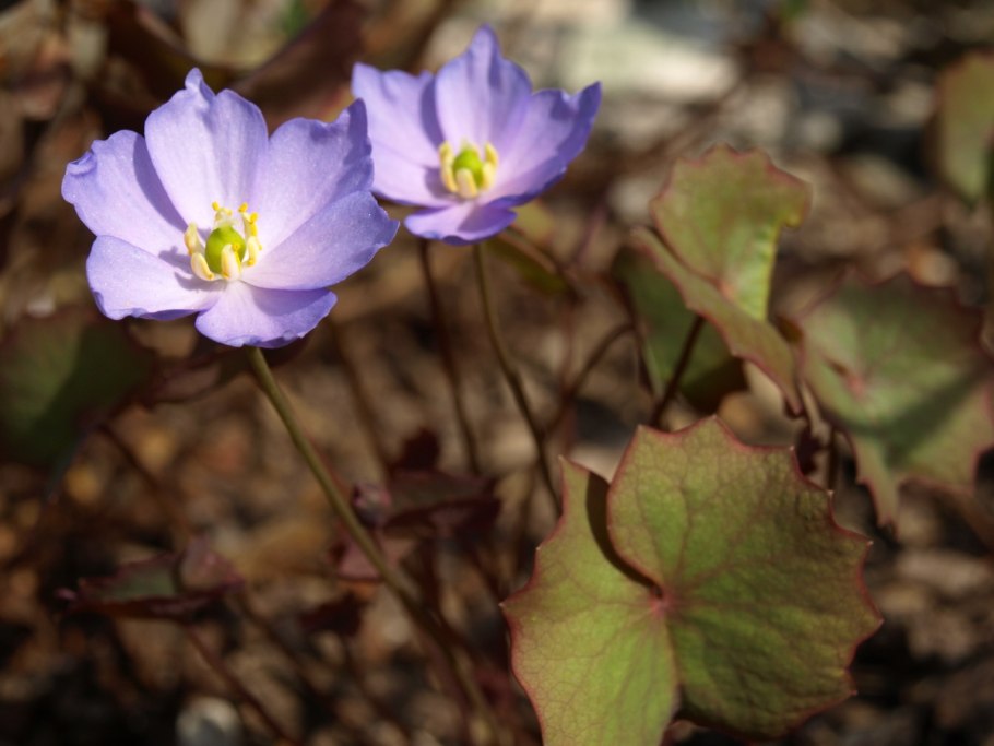 Джефферсония сомнительная