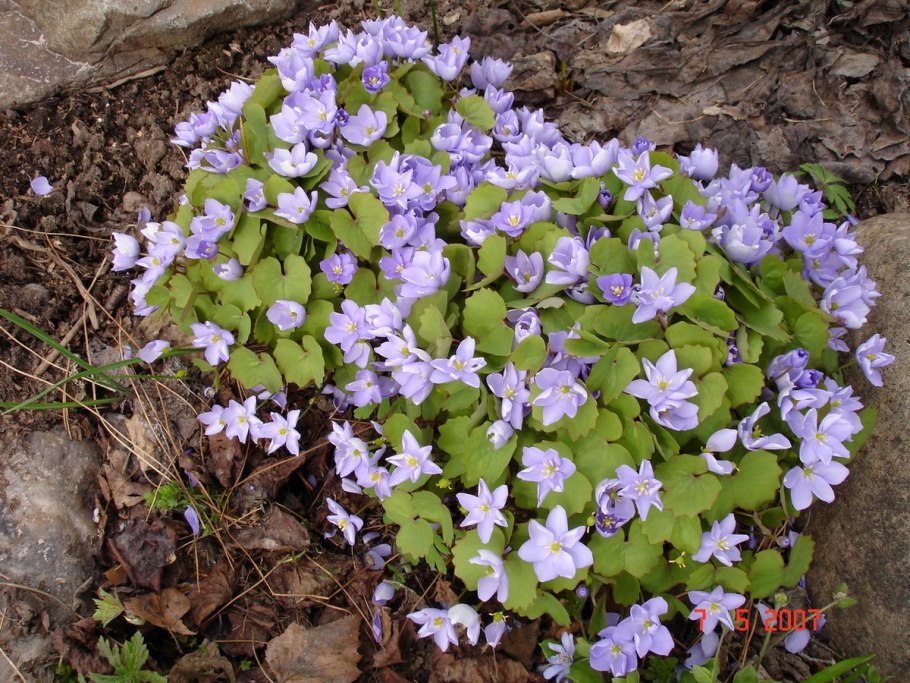Джефферсония сомнительная Веснянка