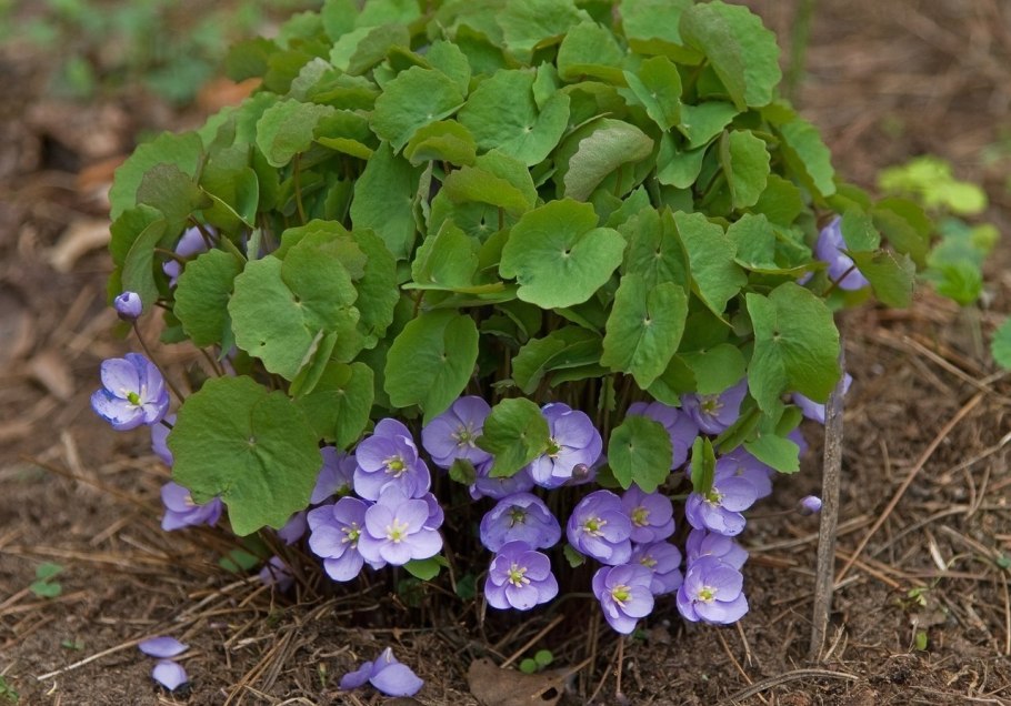 Джефферсония сомнительная