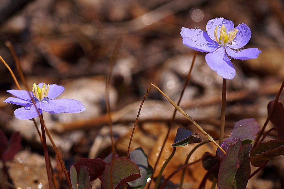 Джефферсония сомнительная и печеночница