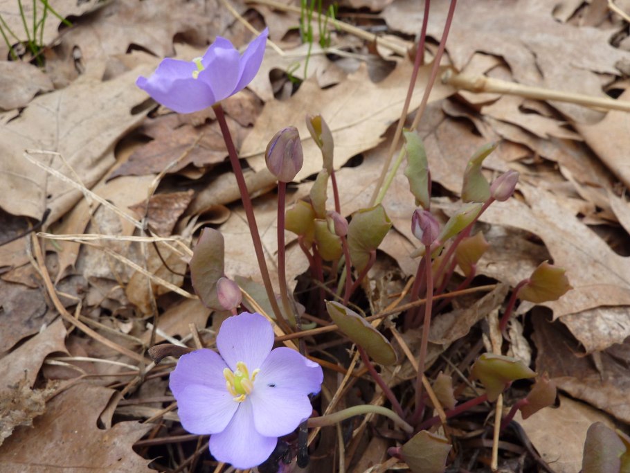 Jeffersonia diphylla