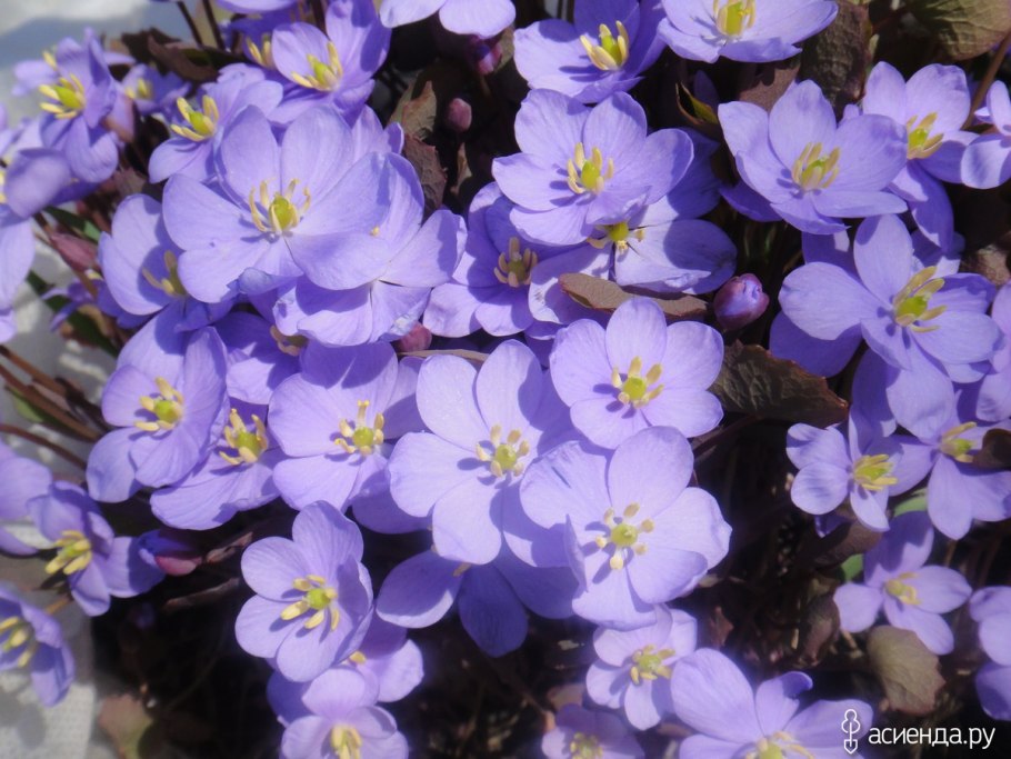 Джефферсония двулистная