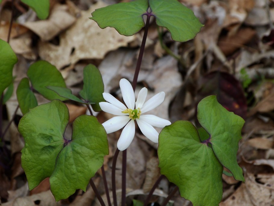 Джефферсония сомнительная Альба