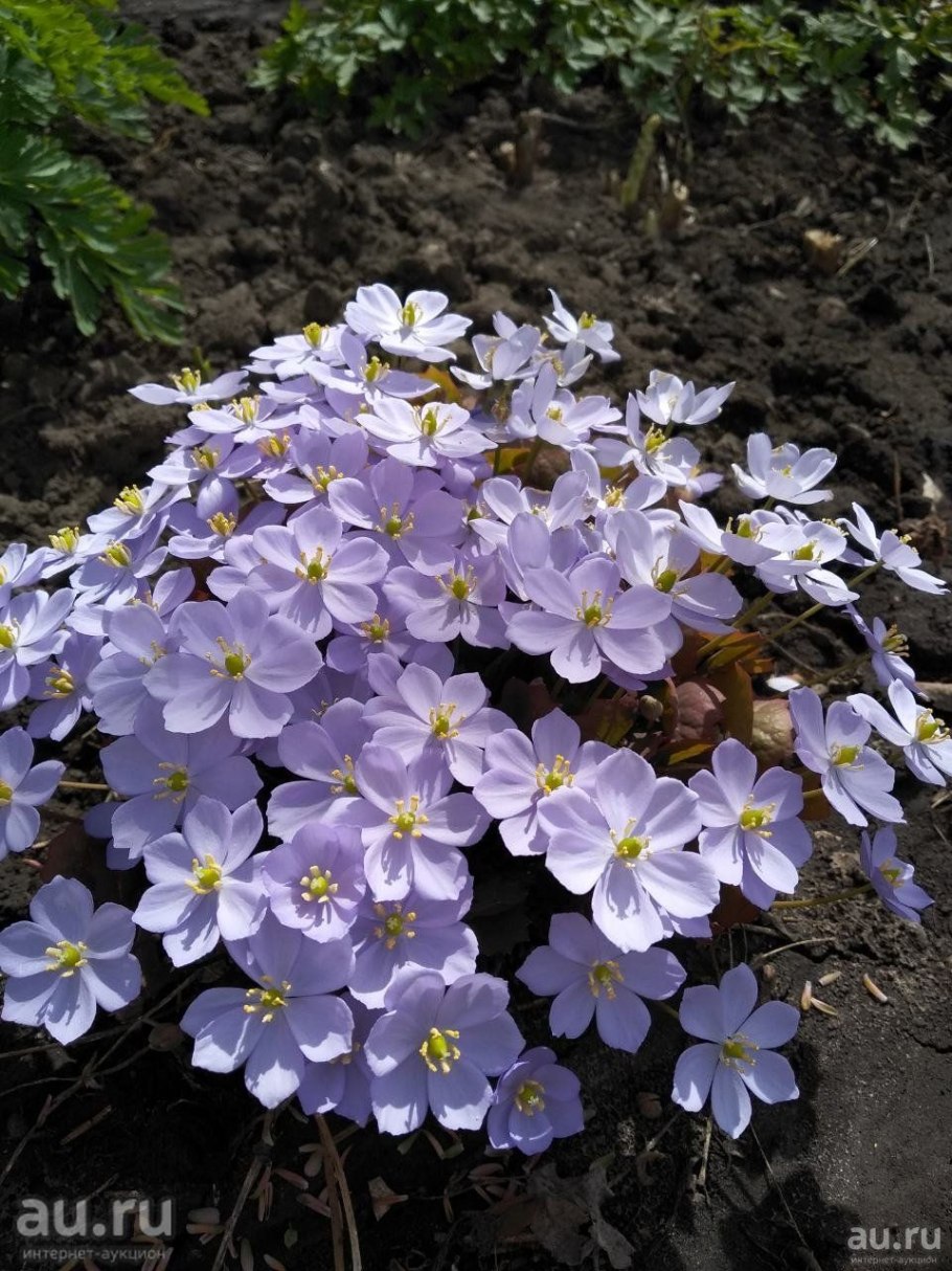 Джефферсония двулистная