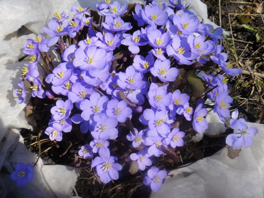 Джефферсония Веснянка