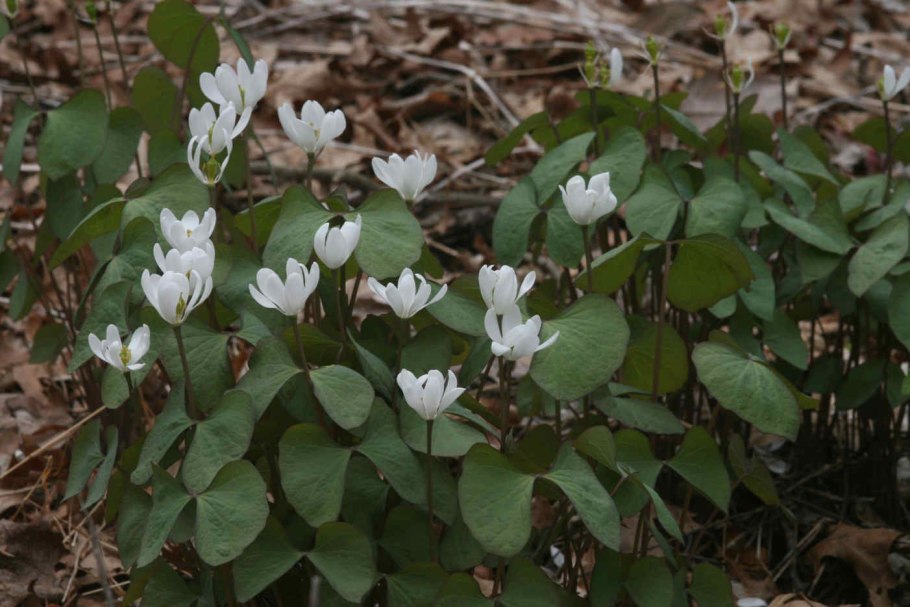 Примула Джефферсония