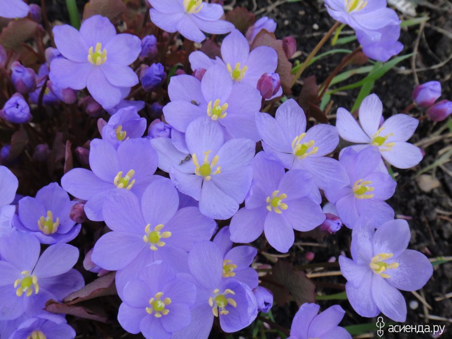 Джефферсония dubia Sunago Fu