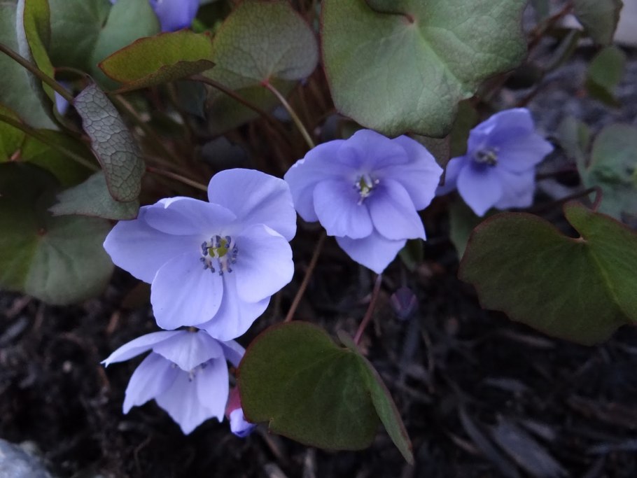 Джефферсония в горшке