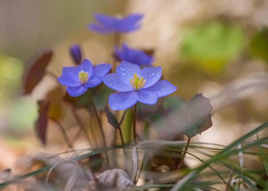 Джефферсония махровая