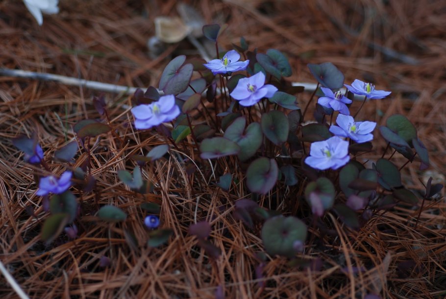 Примула Джефферсония