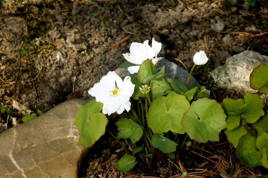 Джефферсония diphylla