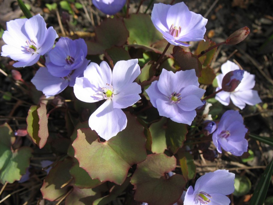 Джефферсония сомнительная