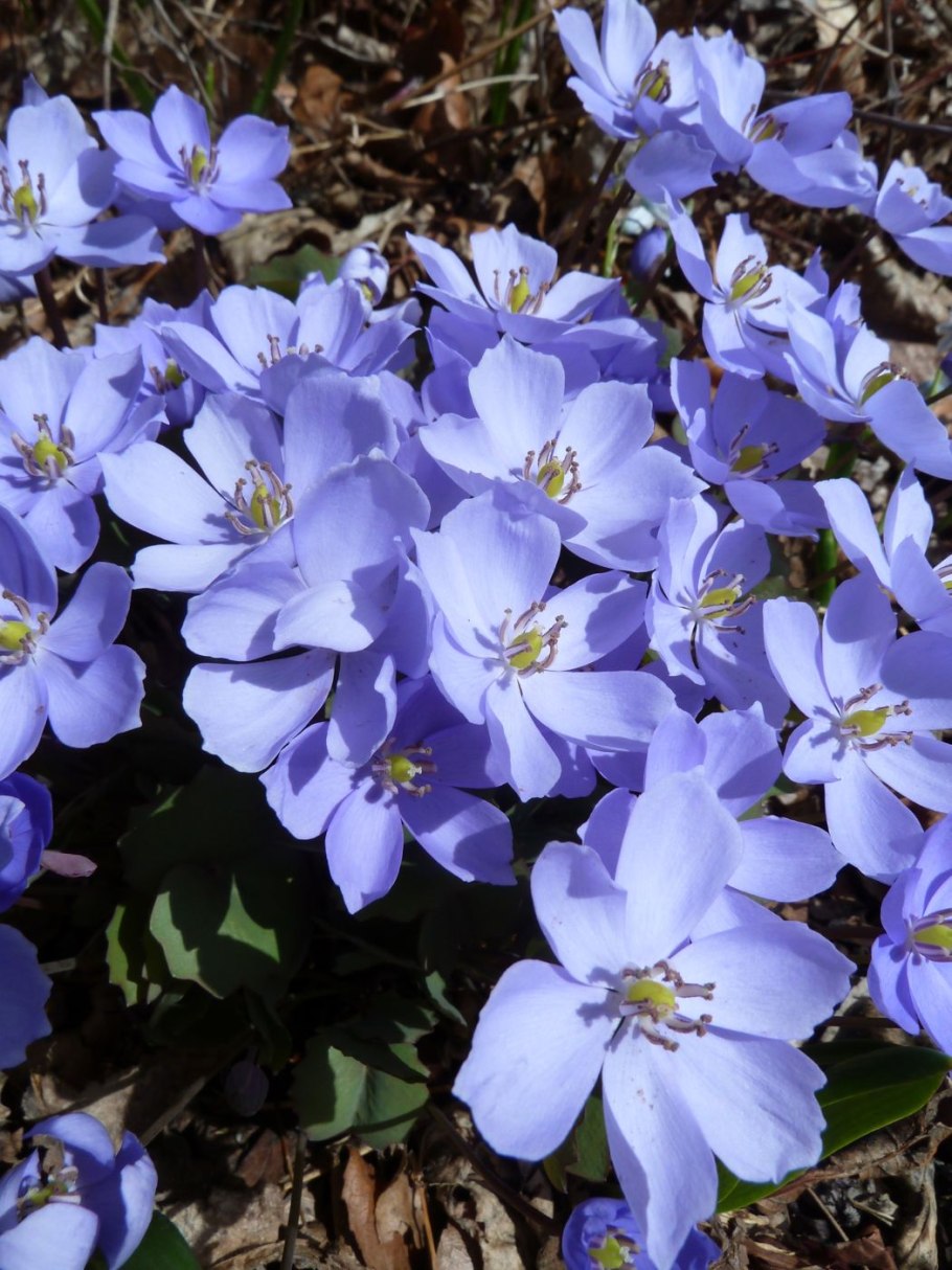 Веснянка цветок многолетний Джефферсония