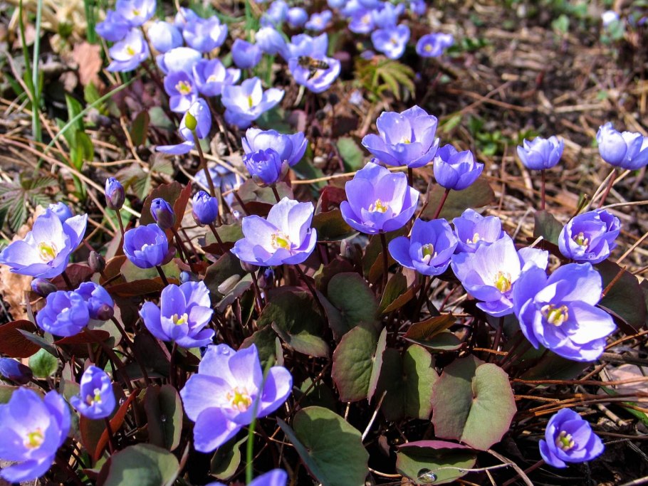 Цветок Джефферсония сомнительная