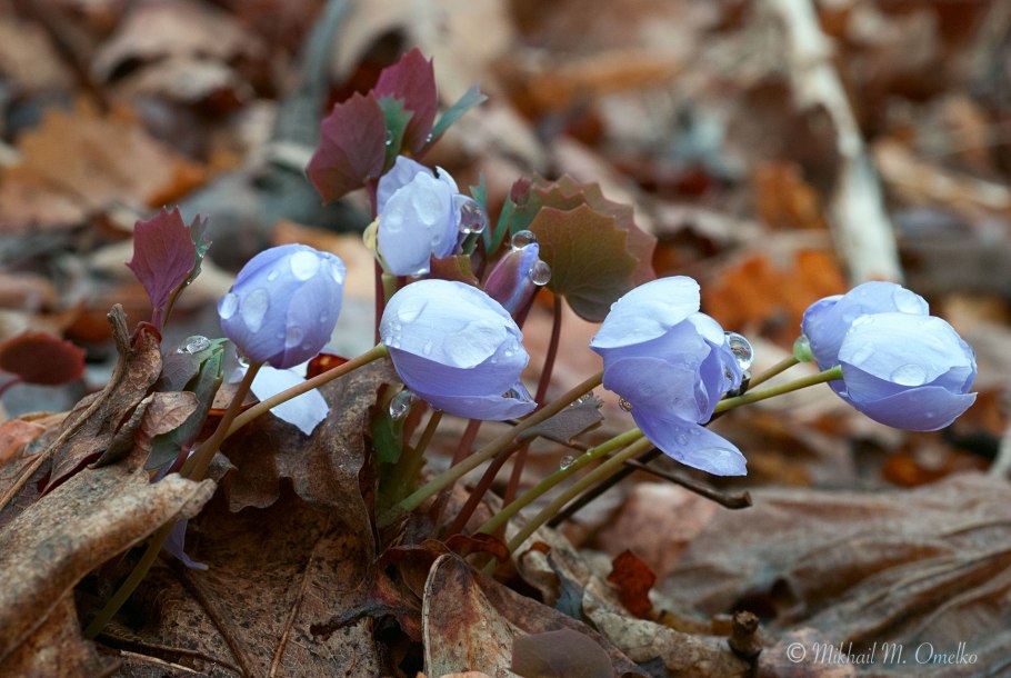 Джефферсония сомнительная