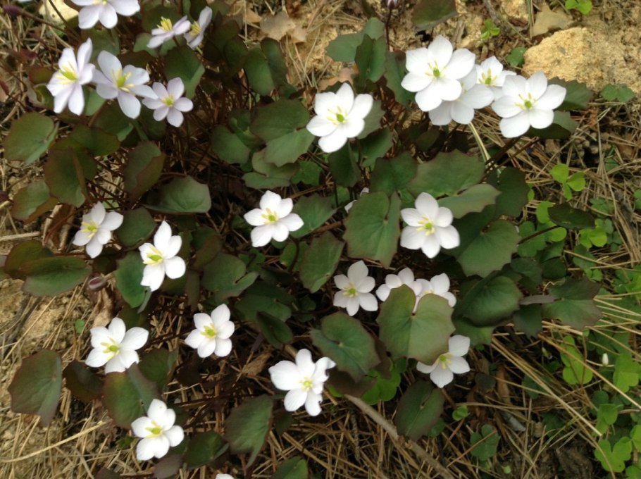 Джефферсония сомнительная Веснянка