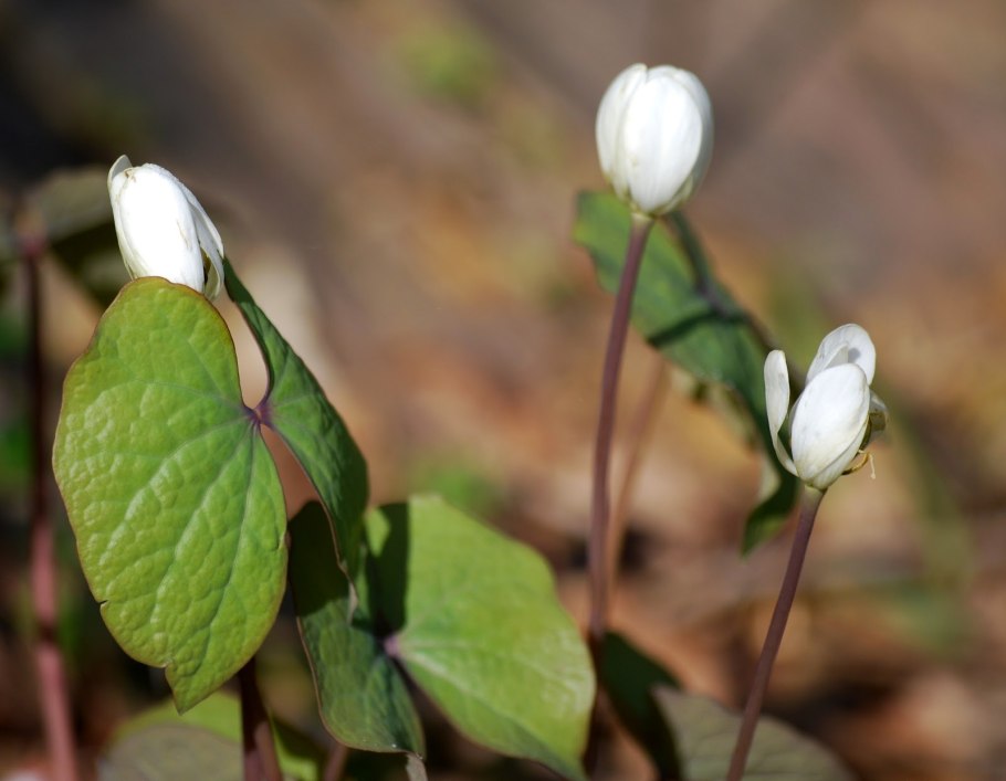 Джефферсония dubia