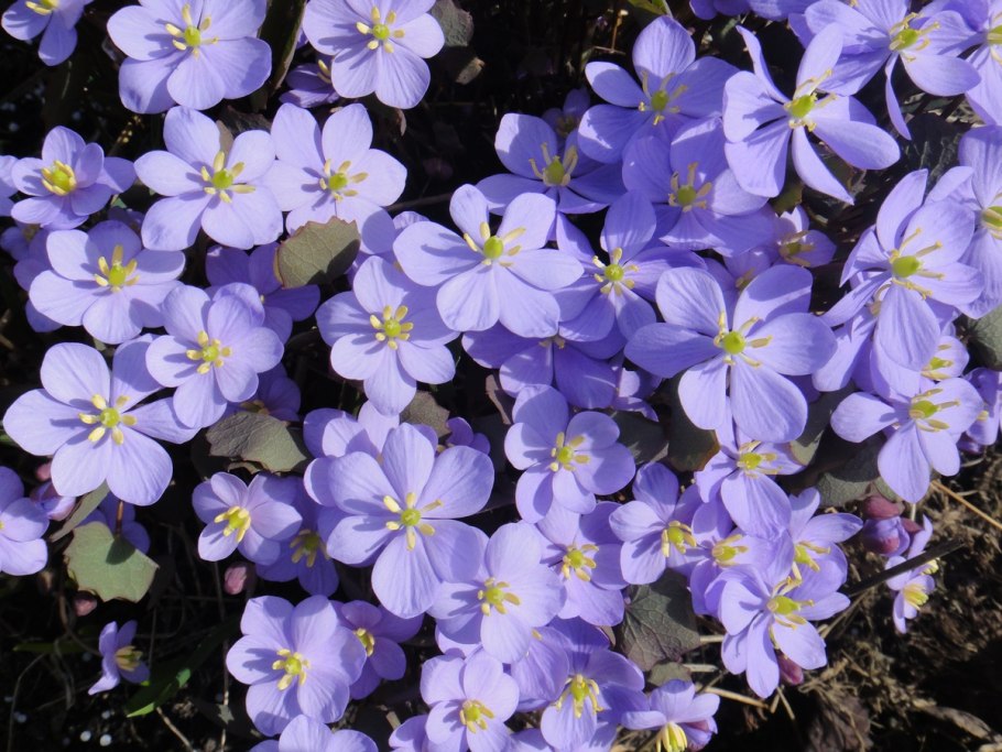 Джефферсония dubia Sunago Fu