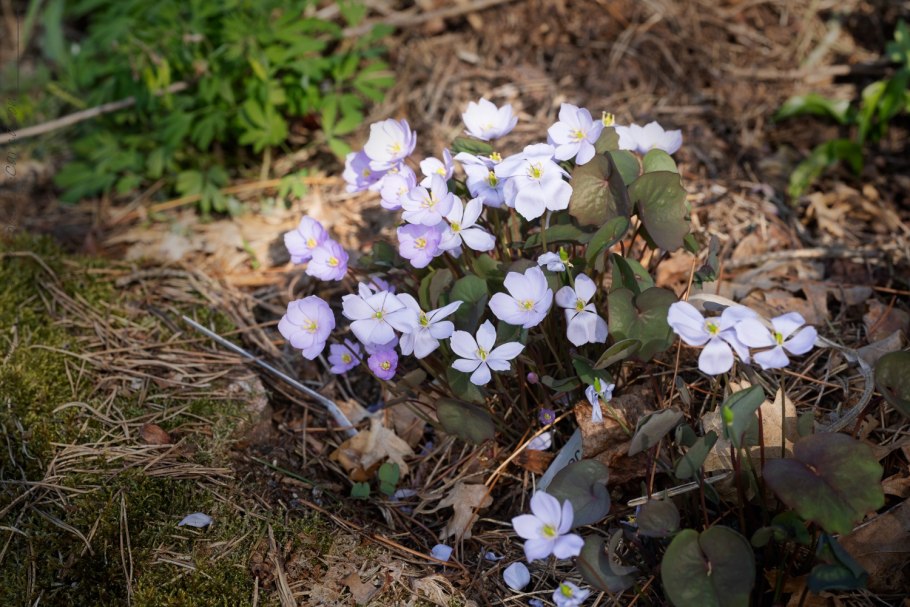 Джефферсония сомнительная лат Jeffersonia dubia