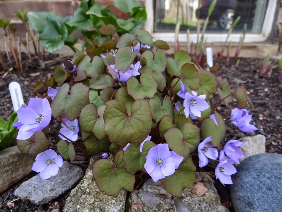 Джефферсония сомнительная с2-с3