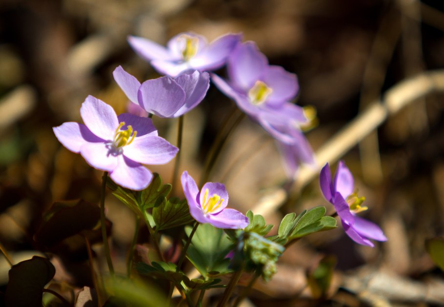 Примула Джефферсония