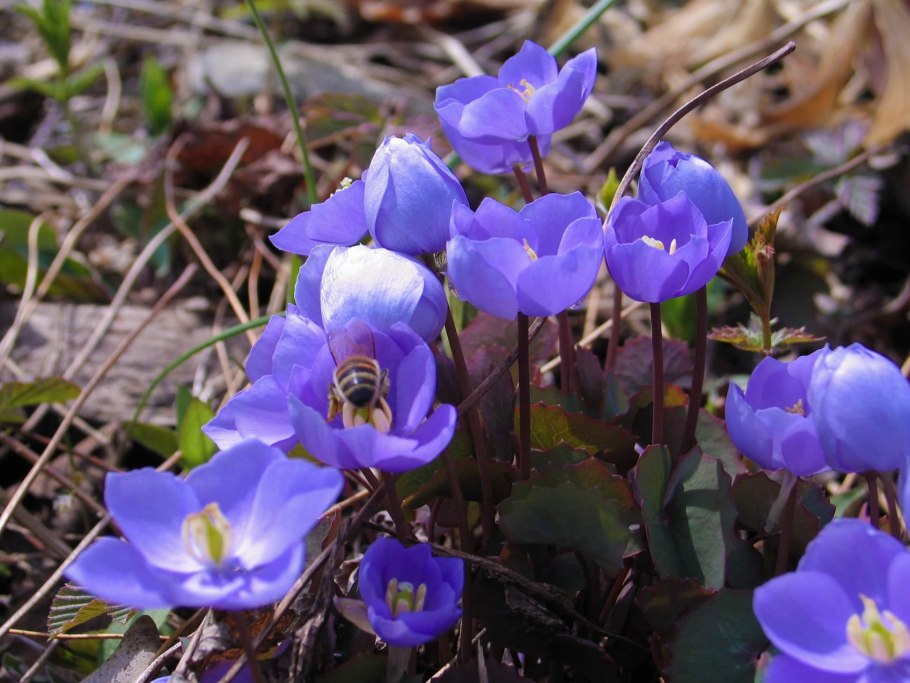 Джефферсония махровая