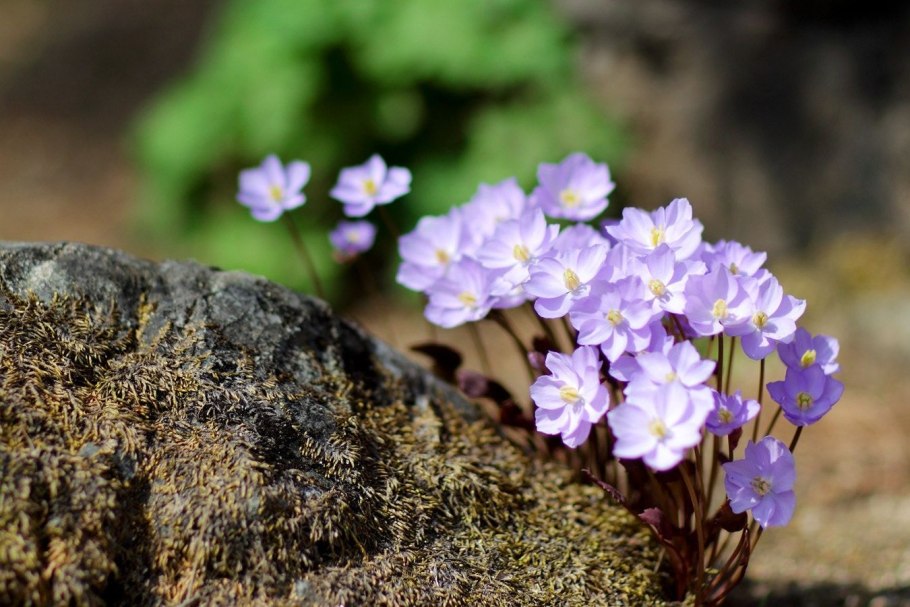 Джефферсония махровая