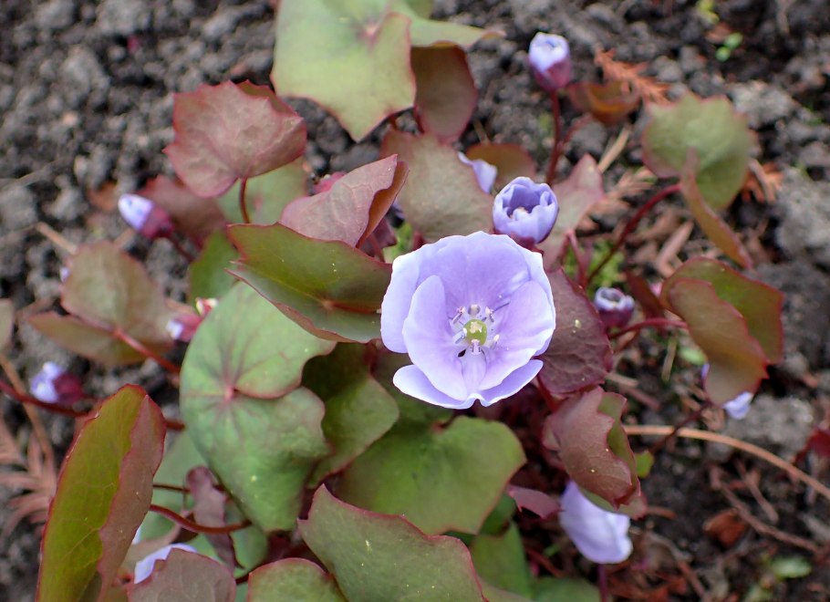 Джефферсония Веснянка