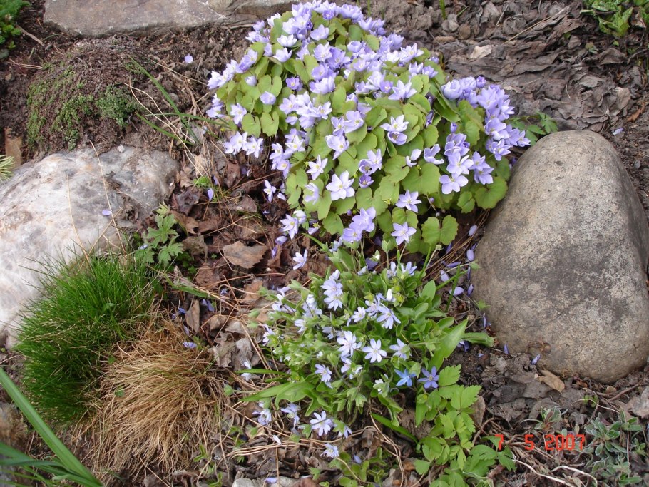 Цветок Джефферсония сомнительная