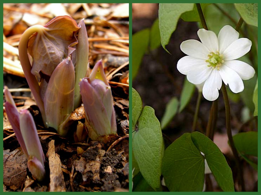 Джефферсония двулистная, 300р.