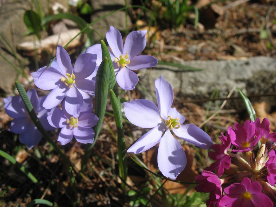 Джефферсония Jeffersonia diphylla