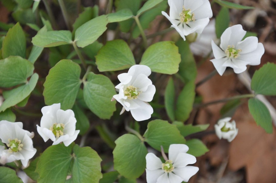 Цветок Джефферсония сомнительная