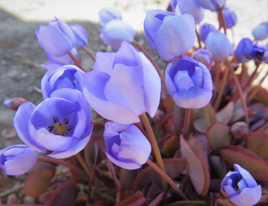 Примула Джефферсония