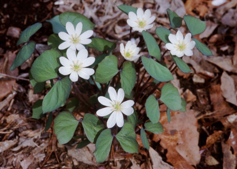 Джефферсония двулистная