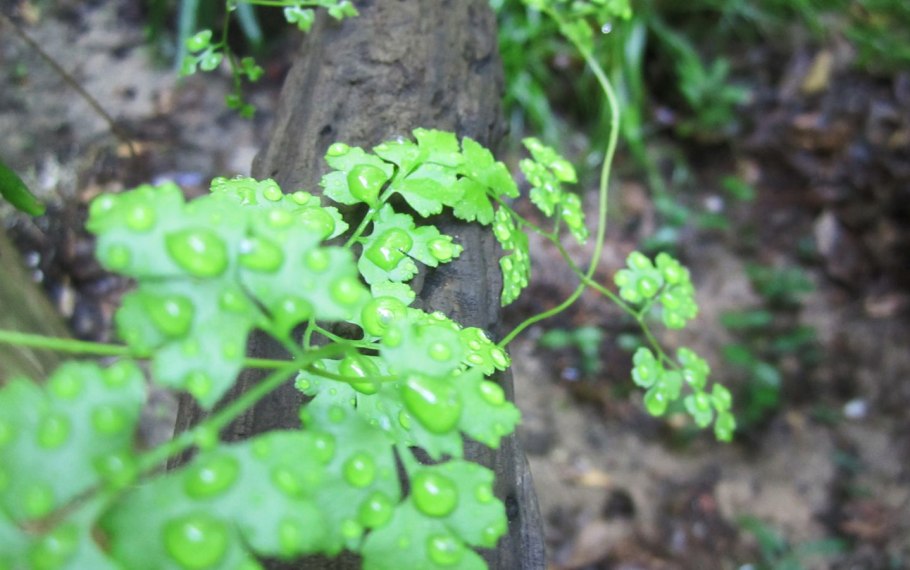 Марена сердцелистная
