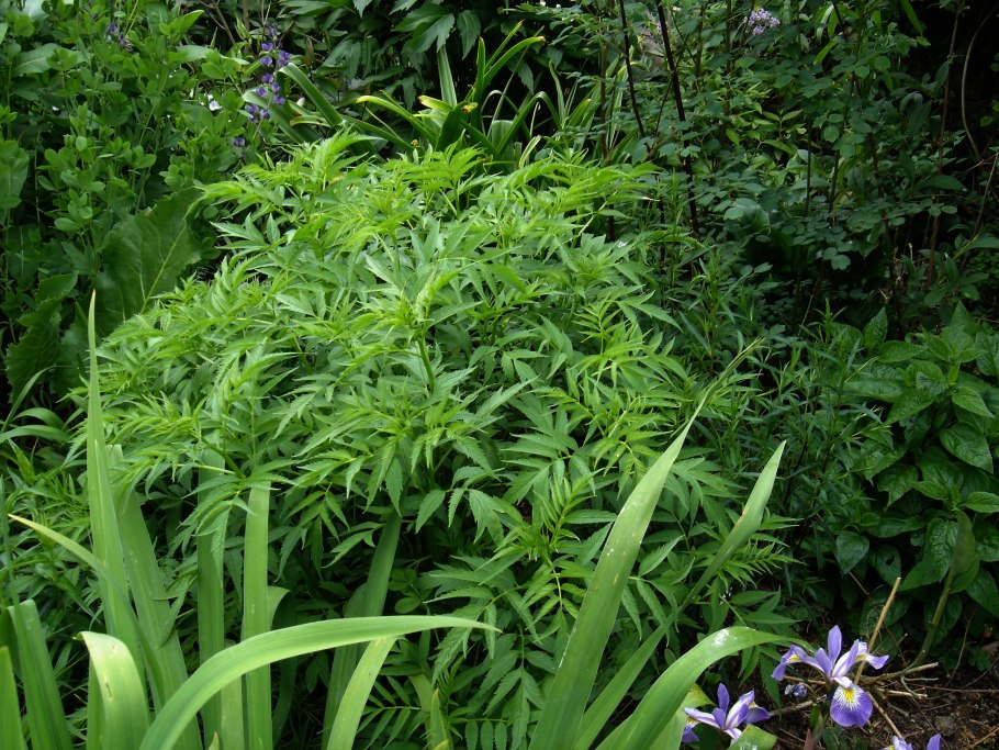 180. Datisca cannabifolia