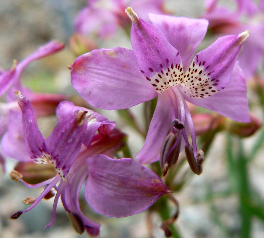 Мирра (Commiphora Myrrha