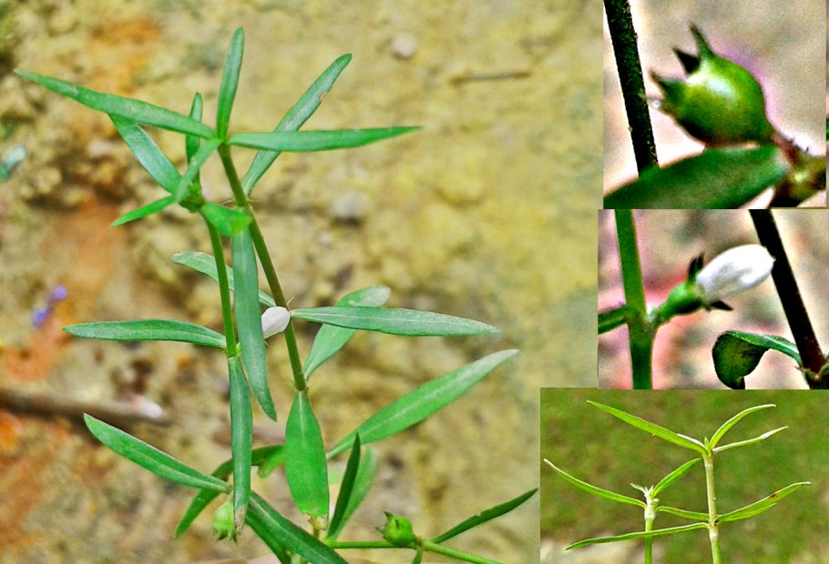 Plantago Psyllium подорожник блошный