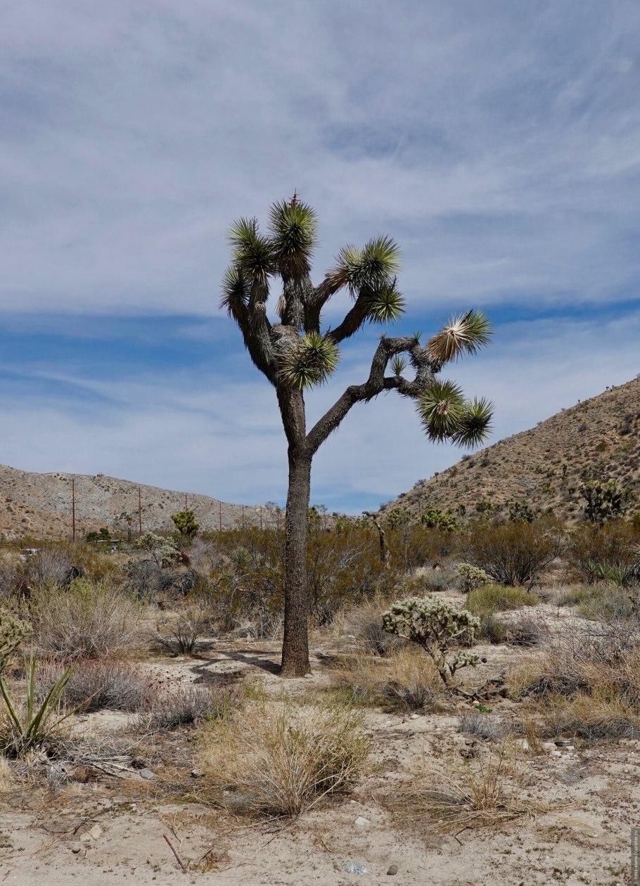 Yucca brevifolia